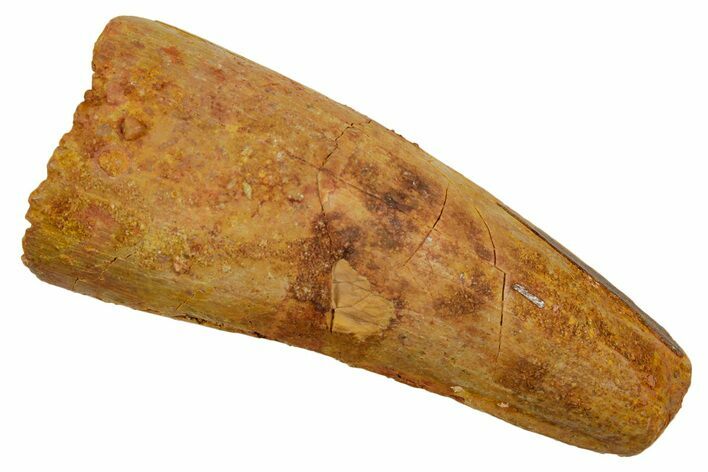 Fossil Spinosaurus Tooth - Feeding Worn Tip #373753